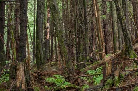 Dense forest Stock Photos
