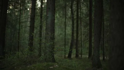 Dense forest Stock Photos
