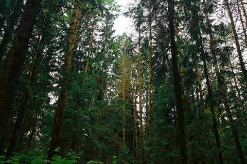 Dense forest Stockfoto's
