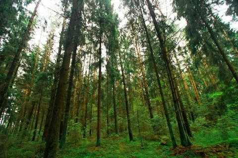 Dense forest 스톡 사진