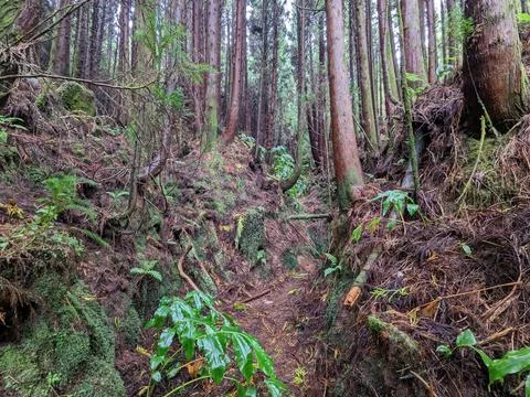 Dense Forest Stock Photos