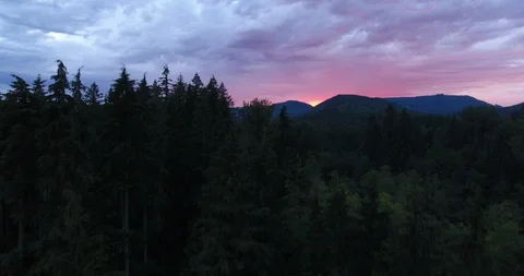 Dense forest with pine trees and mountain during sunset Stock Footage 105409346