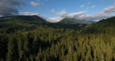 Dense forest with pine trees and mountain on a sunny day Stock Footage 105410116