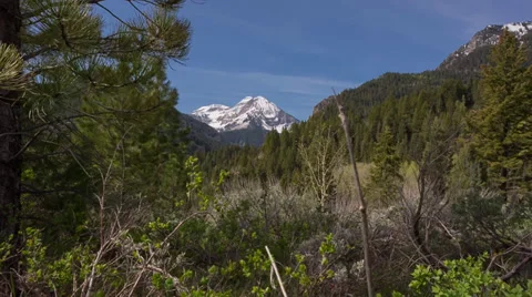 Dense forest of pine trees tracking shot to reveal mountain Video stock 39302328
