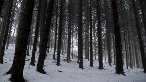 A dense forest of pines in Scandinavia Video stock 148965119