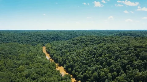 Dense Forest With River 03 Stock Footage 93214553