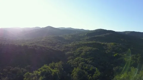 Dense Forest With River 06 Stock Footage 93214440