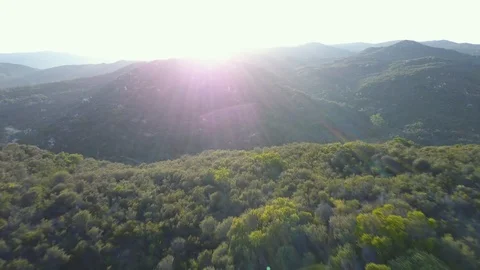 Dense Forest With River 07 Video stock 93214476