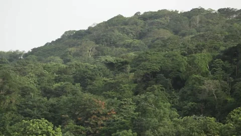 Dense forest in Sao Tome 스톡 동영상 149123519