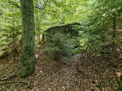 Dense forest scene with large mossy rock and tree trunk amid sunlit canopy,.. Stock Photos