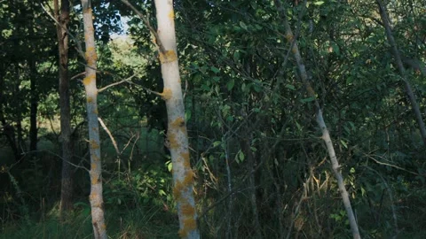 Dense forest scene with slender light barked trees covered in yellow lichen 库存影片 328763176