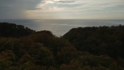 Dense forest with sea view Stock Footage 170904148