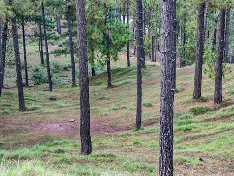 A dense forest setting, pine forests found in the Raventy, Murree  region of Stockfoto's