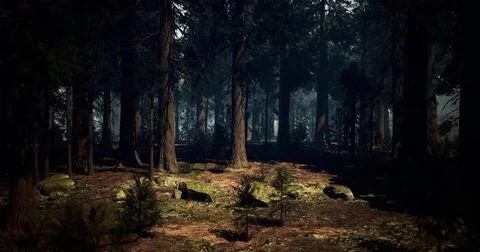 Dense forest showcasing sunlight filtering through tall trees in morning ligh Ilustração Stock