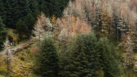 Dense forest on a sloping hillside Stock Photos