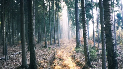 Dense Forest, Smooth Motion Forward, Autumn Leaves Stock Footage 98419636