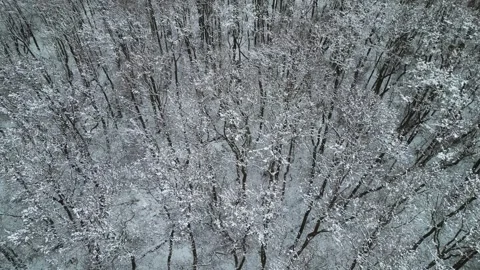 Dense forest with snow-covered, barren trees moving in the wind under a grey Stock Footage 329254487