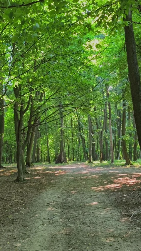 Dense forest with soft, diffused sunlight breaking through the misty trees. Stock Footage 338239786