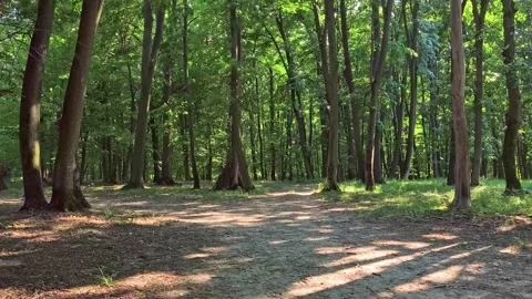 Dense forest with soft, diffused sunlight breaking through the misty trees. Video stock 338239863