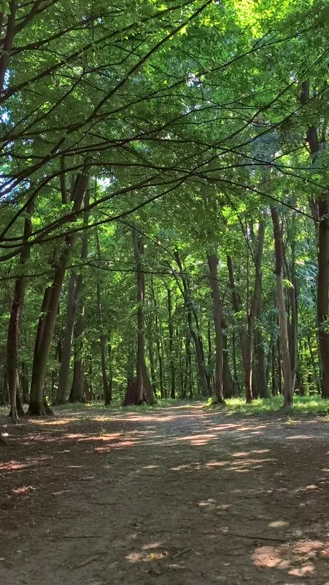 Dense forest with soft, diffused sunlight breaking through the misty trees. Stock Footage 338274805