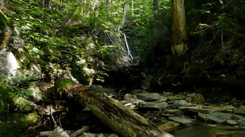 Dense Forest Stream Stock-Footage 27560927