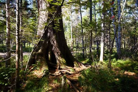 Dense forest on a summer day. A thick tree trunk Stock Photos