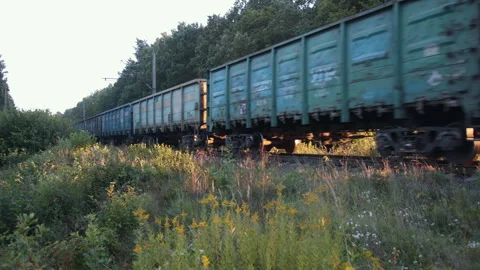 Dense forest, Sunlight glow, Forest vegetation Stock Footage 284104113