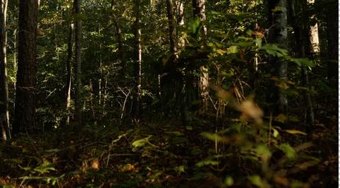 Dense Forest Sunset Stock Photos