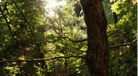 Dense Forest Sunset Stock Photos