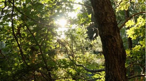 Dense Forest Sunset Stock Photos