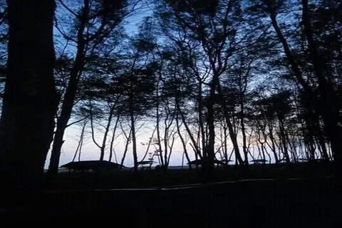 Dense forest in sunshine. Stock Photos