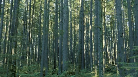 Dense Forest of Tall Coniferous Tree Trunks with Soft Sunlight Stock Footage 340526704