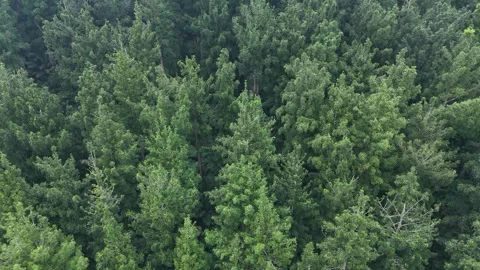 A dense forest with tall, green trees, symbolizing environmental and nature Stock Footage 322558759