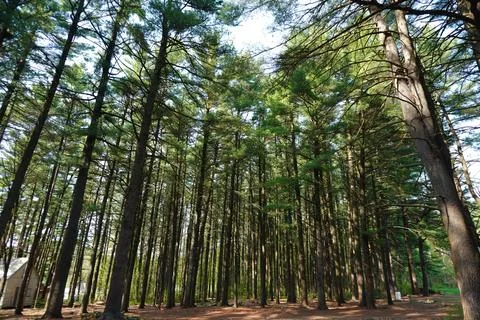 A dense forest of tall pine trees Фото