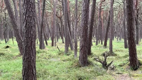 Dense forest with tall trees and green undergrowth in summer Stock Footage 301087479