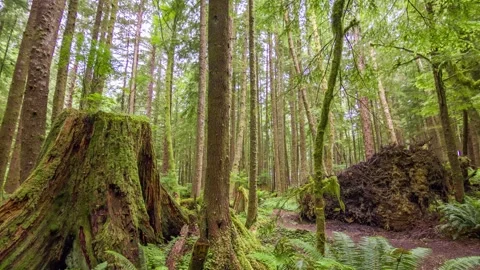 Dense forest with tall trees and vibrant undergrowth along Clatsop Loop Trail in Stock Footage 309326885