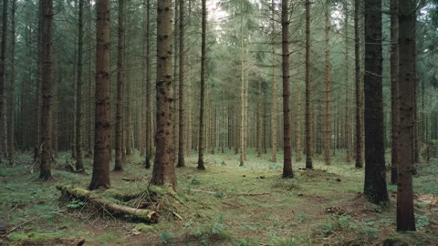 Dense forest with tall trees and soft light Video stock 316744090