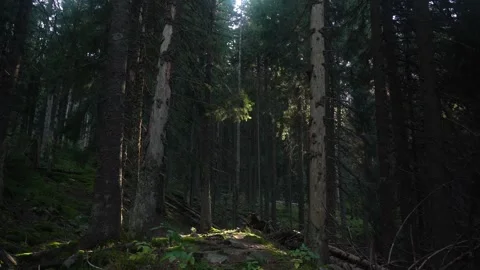 Dense forest with tall trees and sunlight entering through the branches Video stock 329033393