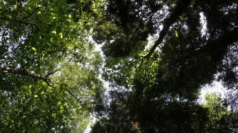 Dense Forest Tall trees pan. Stock Footage 77149136