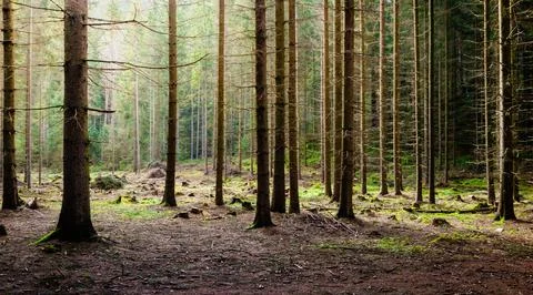 Dense Forest of Tall Trees Stock Photos