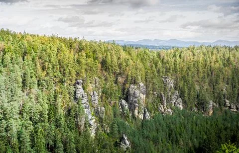Dense Forest With Tall Trees Stock Photos