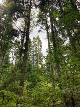 A dense forest with tall trees reaching towards the sky Stock Photos
