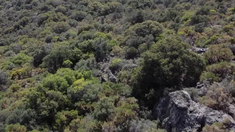 Dense Forest with Tall Trees in Spring Stock Footage 282930150