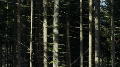 A dense forest with tall, trees stands under soft sunlight. Stock Footage 276374058