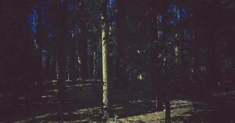 Dense forest with tall trees under the dark blue sky during twilight hours Stock Illustration