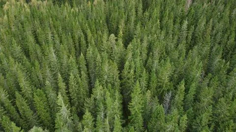 Dense forest of tall trees viewed from above on a sunny day in summer, high.. Stock Photos