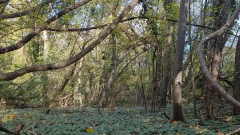 Dense forest with tangled branches and sunlight filtering through trees Stock Footage 321269715