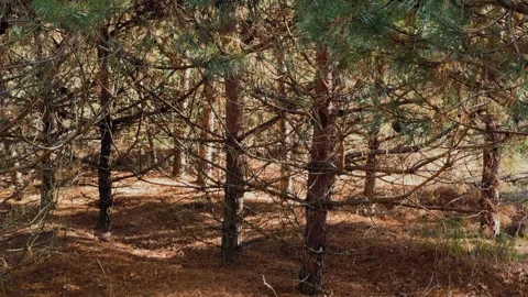 Dense forest thicket on a sunny day Stock Footage 306172350