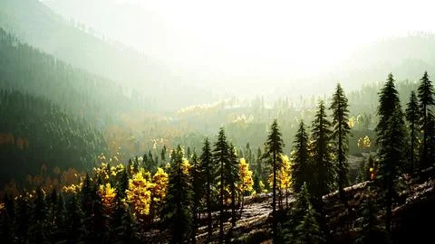 A dense forest with towering trees Stock Illustration