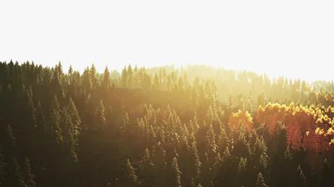 A dense forest with towering trees Stock Illustration